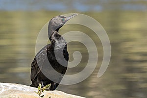 Little Black Cormorant / Little Black Shag in Australasia photo