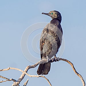 Little Black Cormorant on a Perch