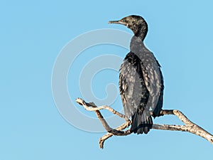 A Little Black Cormorant on a Tree