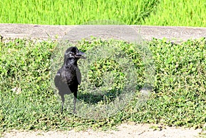 Little black crow sitting on the grass near the road slightly open a beak