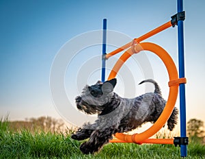 Little black dog on agility jumps over a circle at sunset