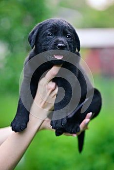 Little black dog breed Labrador Retriever on hands at man.