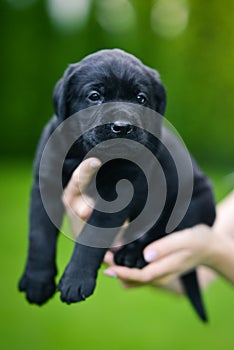 Little black dog breed Labrador Retriever on hands at man.