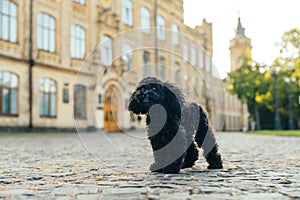 Little black dog breed toy poodle stands on the street on the pavement and looks away against the background of historic