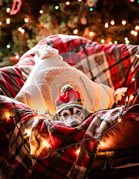 Little Black Dog with Christmas Lights