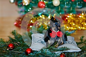 Little black dog with a red bow on the background of the Christmas tree at home