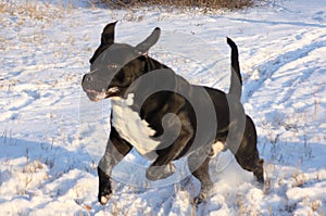 Little black dog running in the snow
