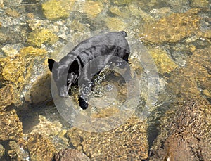 little black dog taking a bath in a mountain river