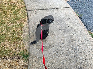 Little black dog tied to his leash waiting for his master