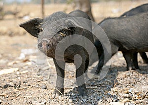 Little black free range pig