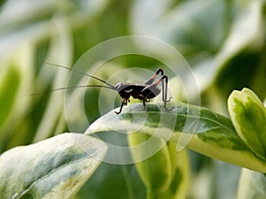 Little black grasshopper