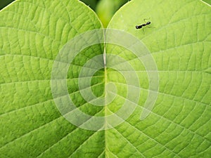 Little Black Grasshopper Walking on The Leaf