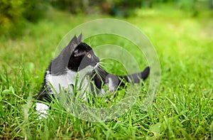 Little black kitten in a grass