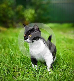 Little black kitten in a grass