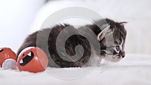 Little black kitten and halloween pumpkins. Festive decor. Home pet on a light background. Cute kitten 1 month old.