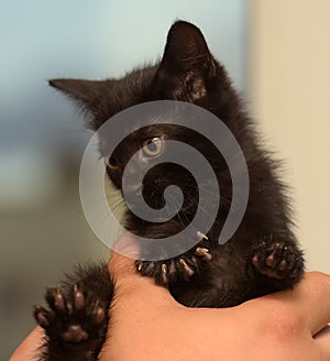 Little black kitten photo