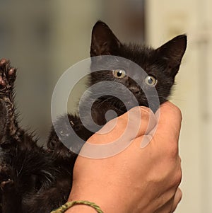 little black kitten photo