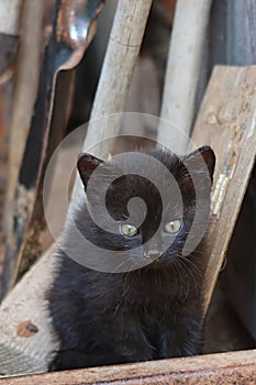 Little black kitten looking curiously out of woodshed.