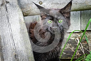 Little black kitten Maine Coon in the yard. Frightened little cat bulged his eyes and pricked up his ears