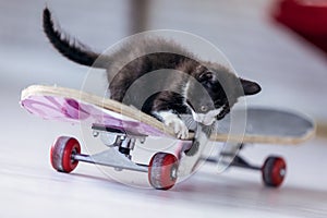 Little black kitten playing and sitting on a longboard at living room of house