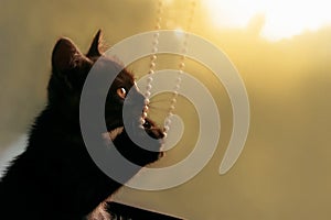 Little black kitten at sunset