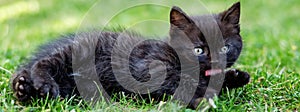Little black kitten is washing in the grass. The concept of pets, care, farm