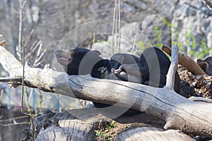 Little Black Malayan Bear - Helarctos malayanus in the rocks in the forest