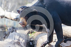 Little Black Malayan Bear - Helarctos malayanus in the rocks in the forest