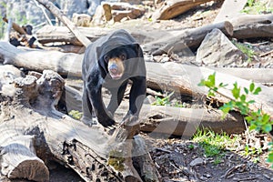 Little Black Malayan Bear - Helarctos malayanus in the rocks in the forest