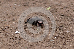 Little black mole talpa europaea on a road or dirt track crossing the street to his meadow and field to dig for insects