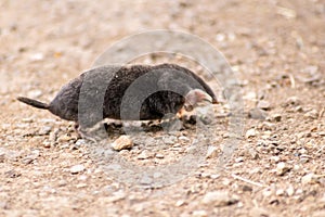 Little black mole talpa europaea on a road or dirt track crossing the street to his meadow and field to dig for insects