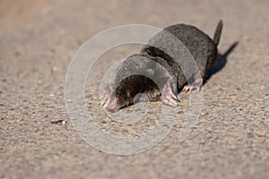 Little black mole talpa europaea on a road or dirt track crossing the street to his meadow and field to dig for insects