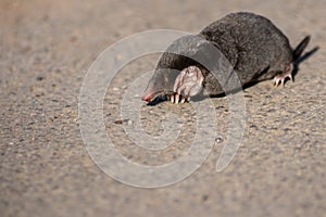Little black mole talpa europaea on a road or dirt track crossing the street to his meadow and field to dig for insects