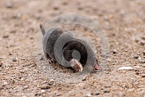 Little black mole talpa europaea on a road or dirt track crossing the street to his meadow and field to dig for insects