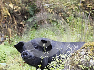 Little black pig