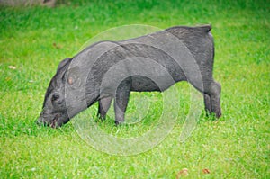 Little black piglet