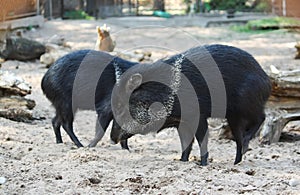 Little black pigs running on the sand in zoo.