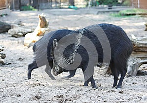 Little black pigs running on the sand in zoo.