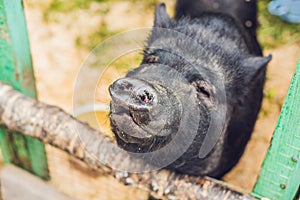 Little black pigs stand on a wooden fence on a farm