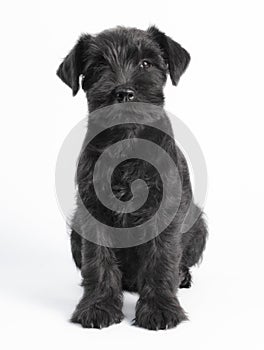 Little black puppy breed miniature schnauzer on a white background close up isolated