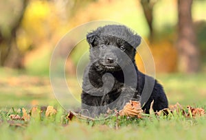 Little black puppy in garden