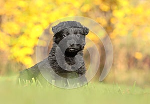 Little black puppy in garden