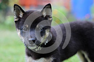 Little black puppy shiba-inu front view