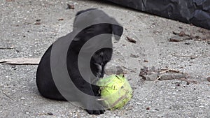 Little black puppy sitting in the yard with a ball.