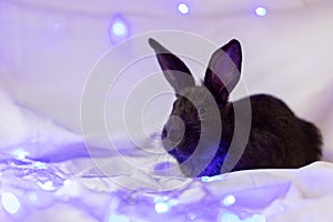 Little black rabbit on a white background with blue Christmas lights.