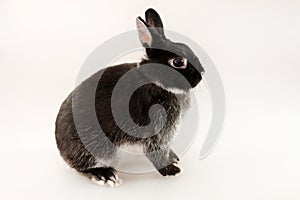 Little black rabbit on white background. Netherland Dwarf Rabbit.