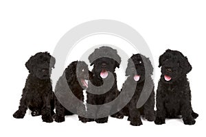 Little Black Russian Terrier Puppy on White Backgr