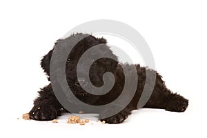 Little Black Russian Terrier Puppy on White Background