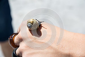 Little black snail crawls on the wrist of a young girl