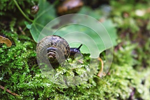 Little black snail on green shaggy moss in motion